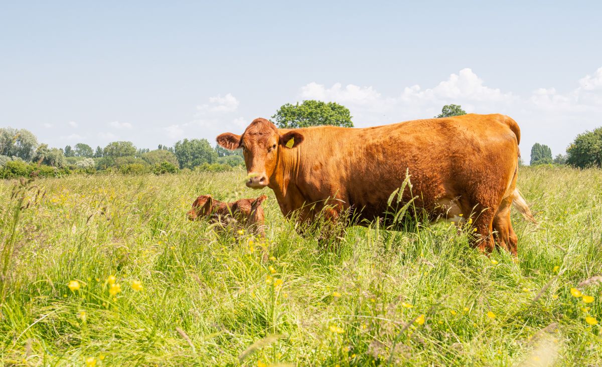 Cow in tall grass field representing Regenerative Agriculture Courses by FAI Academy